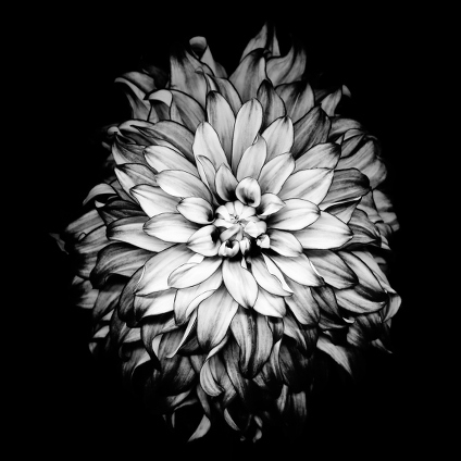 Plants, Flowers & Fauna