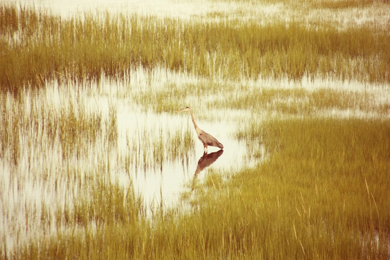 Massachusetts Herron