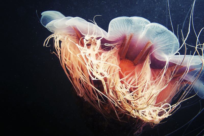 Lion's Mane Jellyfish