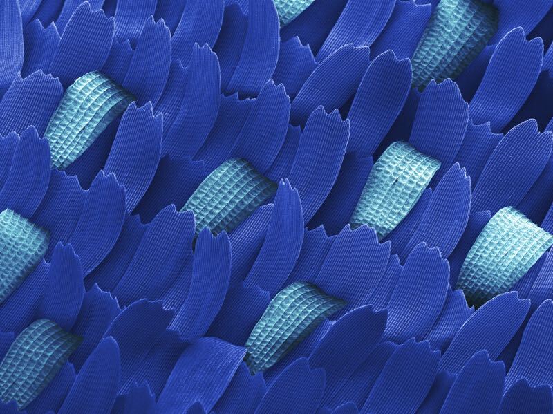 Butterfly Wing