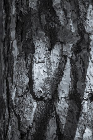 Conifer Bark