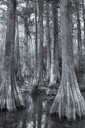 Egret In Trees