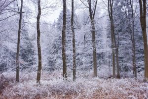 Fair Frost I