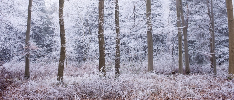 Fair Frost II