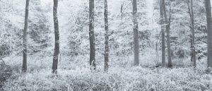 Fair Frost III