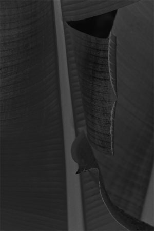 Black Leaf