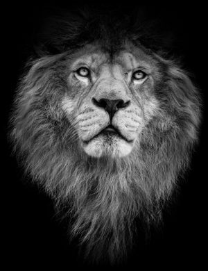 Classic Lion