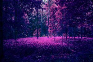 Nature Surreal