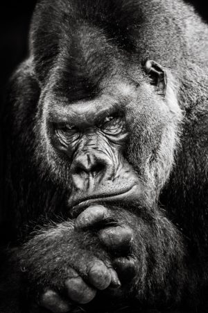 Gorilla Portrait