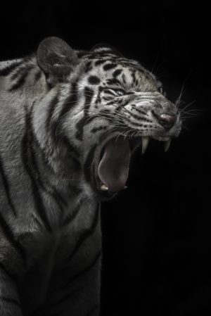 Tiger Roaring