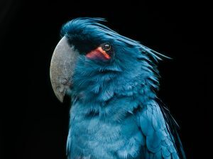 Blue Bird