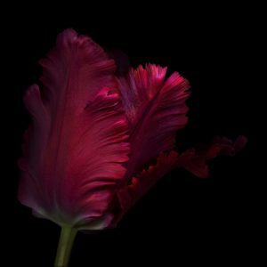 Red Parrot Tulip