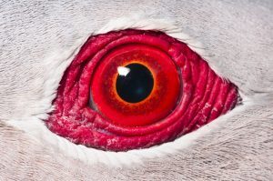 Pigeon Eye