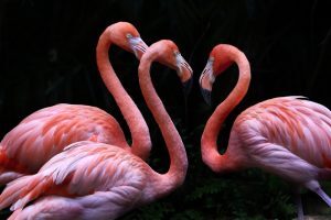 Flamingo On Black