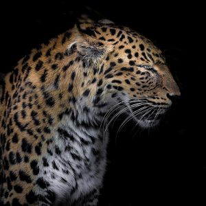 Cheetah Profile