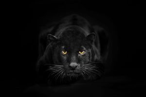 Black Leopard