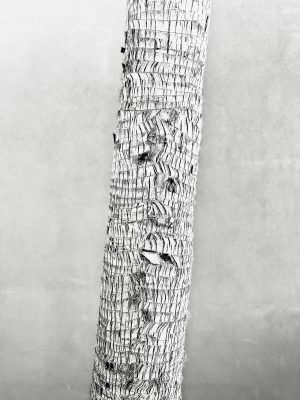 Palm Bark
