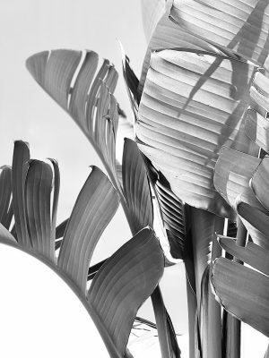 Foliage I