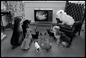 Captivated Audience