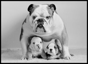 Protective Pooch