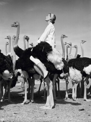 Wenda Parkinson On An Ostrich