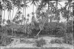 Palms Beach