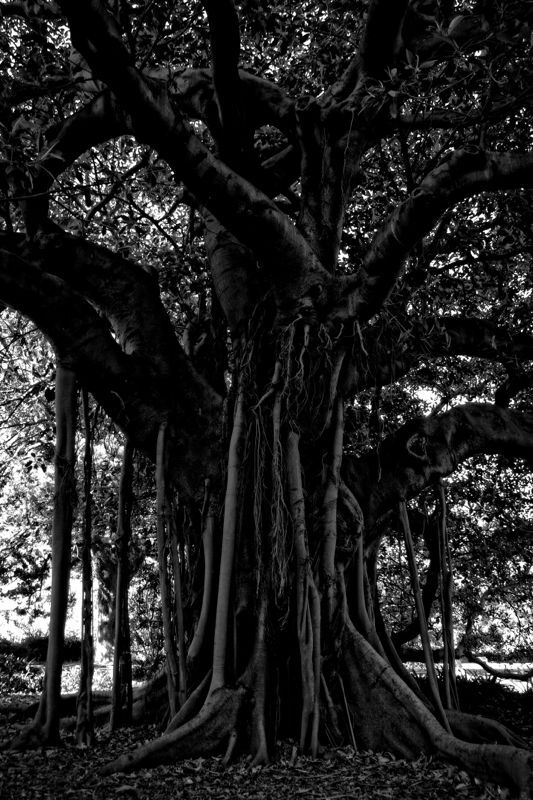 Black Tree