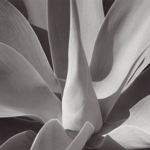 Flowers & Plants