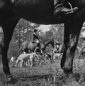 Fox Hunt