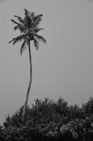 Palm I